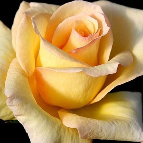 Rozen bestellen en bezorgen - theehybriden - geel - Rosa Elegant Beauty® - zacht geurende roos - Reimer Kordes - Pastelkleurig, doorbloeiend, resistent ras.